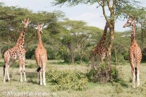 Jirafas en Nakuru Kenia